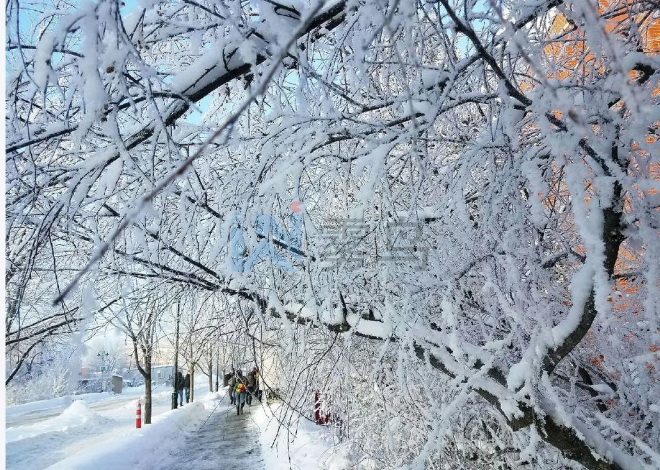 北京公園冬季樹掛人造系統